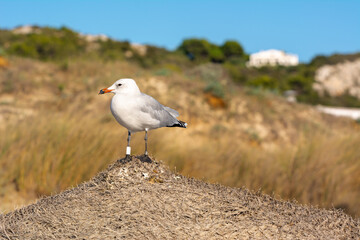 Seagull is standing on a beach umbrella. Menorca island, Spain