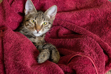 tabby domestic cat lies wrapped in a red towel