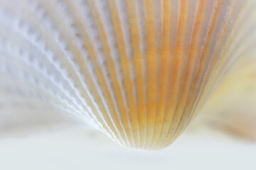 Close up shot of Sea shell details
