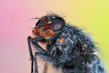 Extreme close up shot of dead fly created with focus stacking
