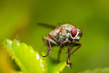 Extreme close up shot of Fly on a plant

