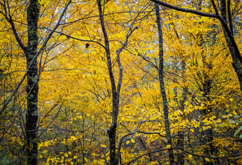 Beautiful yellow fall leaves in Pisgah Forest.