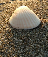 Fototapeta na wymiar Sea shell on the Beach in the Sand