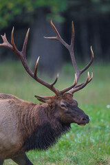 Naklejka na ściany i meble Close up of Male bull elk in right profile.tif