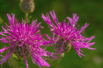 Pink Wildflowers_Thistle, milk Thistle