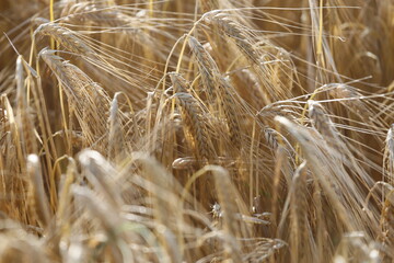 Feld mit reifen Gersten Ähren als Close up.