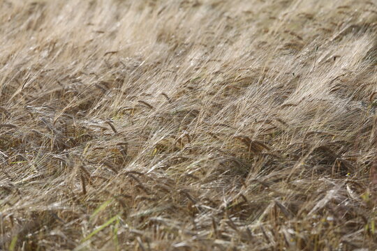 Gersten Feld im Wind