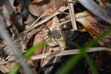 PETITE ARAIGNEE SUR DES FEUILLES