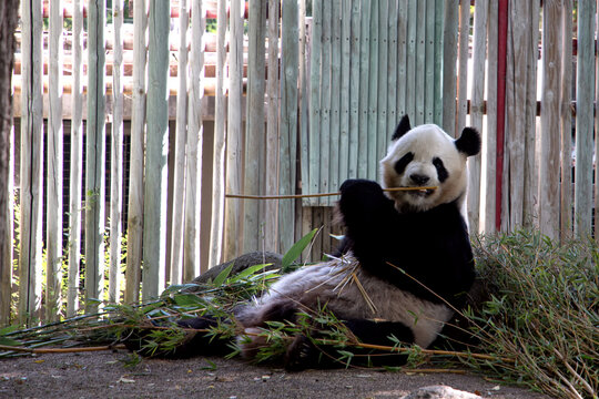 Oso Panda Comiendo