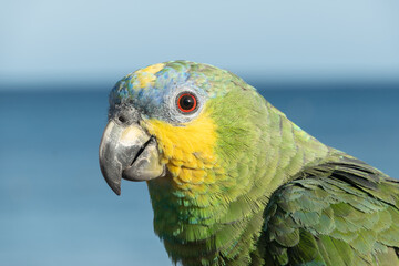 Close-up of a multicoloured parrot in front of the sea on playa blanca, Lanzarote, Canary Islands, Spain.