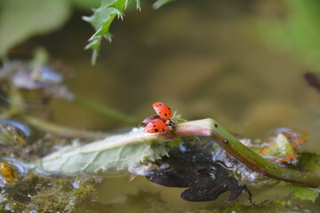 JOLI COCCINELLE SUR UNE BRANCHE 