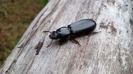 bug on the ground
