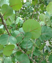 Sea Grape Tree with Lush Greens