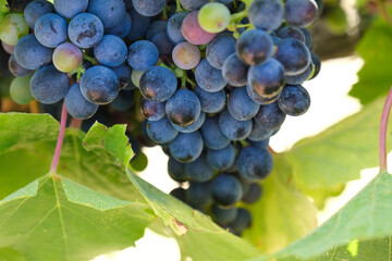 a red vineyard with bunches ready for harvest