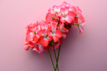 Naklejka na ściany i meble delicate flower Pelargonium, garden geranium or zonal geranium Flowers