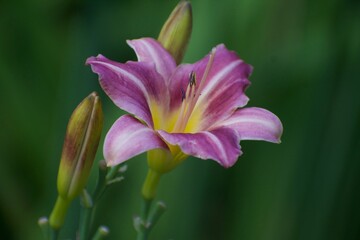 Single Striped purple and white daylily with flower buds against background of green in backyard garden.