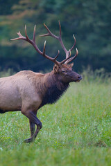 Male elk with huge rack about to run