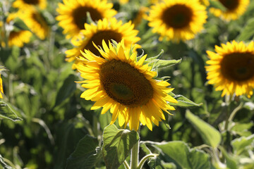 Fototapeta premium Yellow sunflower in a field on a green background