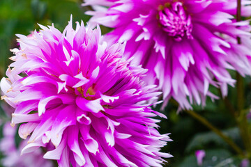 Flowers in valley of Saja, Cantabria, Spain.