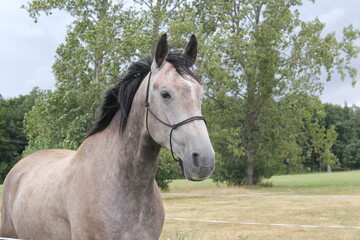 Fototapeta premium portrait of a beautiful grey brown horse
