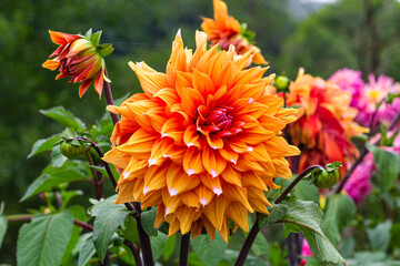 Flowers in valley of Saja, Cantabria, Spain.