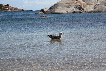 Obraz premium gull swimming in the calm sea