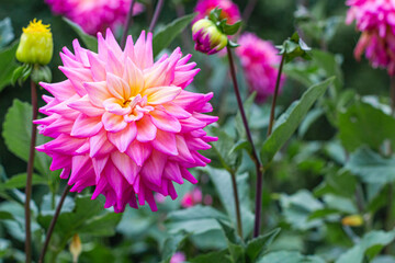 Obraz premium Flowers in the valley of Saja, Cantabria, Spain.