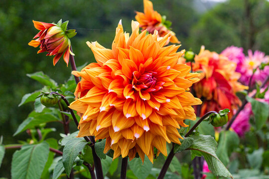 Flowers in valley of Saja, Cantabria, Spain.