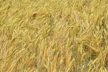 A field with ripe ears in Baden-Wuerttemberg, Germany
