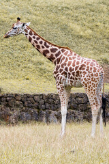 Cabarceno Natural Park - Cabárceno, la envidia cántabra. Destino idóneo para los amantes de los animales, parada obligatoria para familias, parejas y demás que deseen contemplar esta belleza natural.