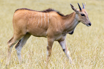 Cabarceno Natural Park - Cabárceno, la envidia cántabra. Destino idóneo para los amantes de los animales, parada obligatoria para familias, parejas y demás que deseen contemplar esta belleza natural.