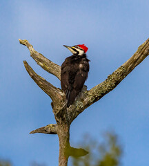 Pileated woodpecker looking left