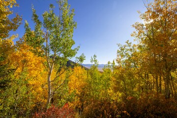 Colorado Rockies in the Fall
