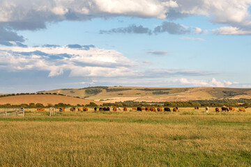 A Field of Cows in Sussex © lemanieh