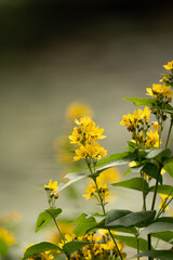 Yellow loosestrife in Tatton Park, England. 