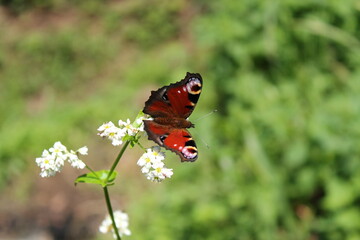 peacock eye butterfly on a white flower