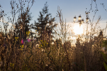 Wild flower and grass against a blue sunny sky