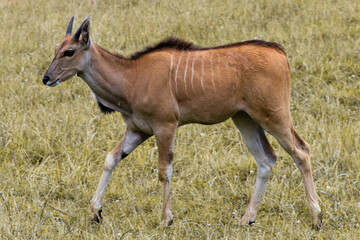 Cabarceno Natural Park - Cabárceno, la envidia cántabra. Destino idóneo para los amantes de los animales, parada obligatoria para familias, parejas y demás que deseen contemplar esta belleza natural.