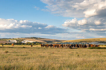 A Herd of Cows in a Field in Sussex