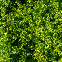 green leaves background