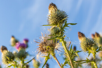 Wild flower and grass against a blue sunny sky