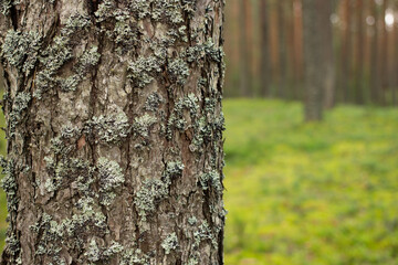 Trunk of a tree  on blurred forest background. Copy space.