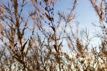 Wild flower and grass against a blue sunny sky