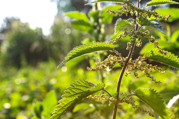 Nettle with fluffy green leaves. Deep green, macro, nettle, medicinal plant, used in medicine.