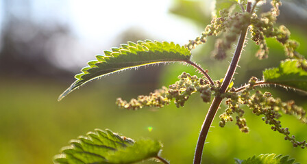 Nettle with fluffy green leaves. Deep green, macro, nettle, medicinal plant, used in medicine.