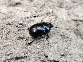 black beetle on the ground