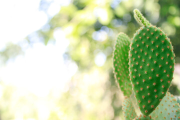 Bunny ears Mickey mouse or Opuntia microdasys cactus desert plant