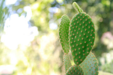 Cactus desert plant thats Bunny ears Mickey mouse or Opuntia microdasys