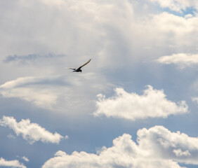 Fototapeta premium seagull in flight