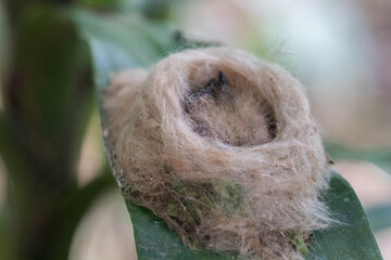 Obraz premium Hummingbird nest on a leaf with two baby hummingbirds inside